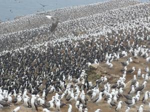 SE PONDRÁ A LA VENTA 150 TM DE GUANO DE ISLAS PARA PEQUEÑOS PRODUCTORES