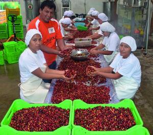 Se viene la Subasta Internacional de Finos Cafés “Grano de Oro”