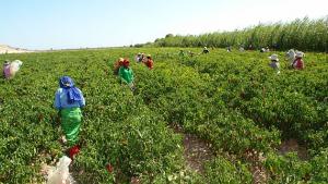 SECTOR AGRARIO CRECIÓ 3.2% ANUAL EN EL ÚLTIMO QUINQUENIO