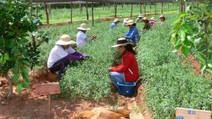 SECTOR AGRÍCOLA DE AMÉRICA LATINA Y EL CARIBE PERDIÓ US$ 11 MIL MILLONES