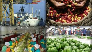 Sector agro: segundo más importante en las exportaciones a países del APEC