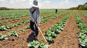 Sector agropecuario creció 4.9% en el primer trimestre  del 2019