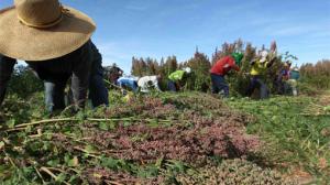 SECTOR AGROPECUARIO CRECIÓ 5.48% EN MARZO