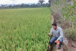 Sector agroquímico en Perú facturará US$ 208 millones, creciendo más de 5% este año