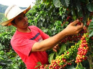 Sector cafetalero firmará alianza para promover la producción de café sostenible