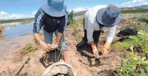 Seguro agrícola es una necesidad apremiante para la pequeña agricultura