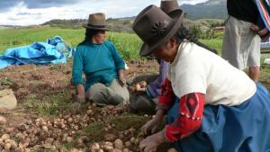 Seis retos que deberá asumir el próximo gobierno para fortalecer el agro peruano