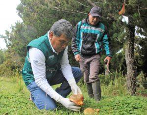 Senasa autorizó funcionamiento de dos plantas procesadoras de hongos comestibles