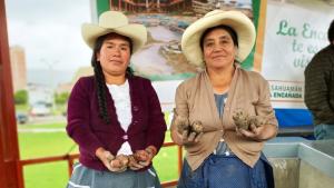 Senasa capacita a agricultores de Cajamarca para el control de plaga en el cultivo de papa