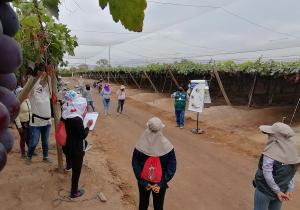 Senasa capacita a pequeños y medianos productores para el control integrado de Moscas de la Fruta