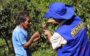 Senasa capacitó a más de 40 mil productores de cacao y café en manejo de plagas el 2017