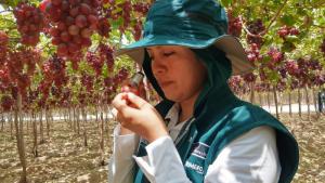 Senasa certificó 89.186 hectáreas de uva en las tres últimas  campañas