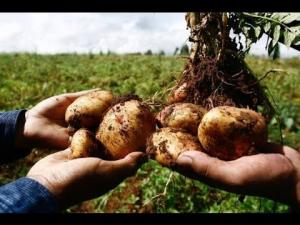 Siembras adelantadas de papa en la costa obtendrían mejores precios