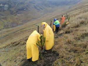 Sierra Azul culminó reforestación de 619 hectáreas de especies nativas en zonas altoandinas