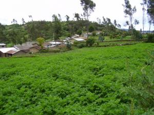 SITUACIÓN DE LA PRODUCCIÓN AGROPECUARIA EN NOVIEMBRE 2011