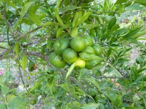 SOCIALIZAN PROYECTO PARA INCREMENTAR PRODUCCIÓN DE CÍTRICOS