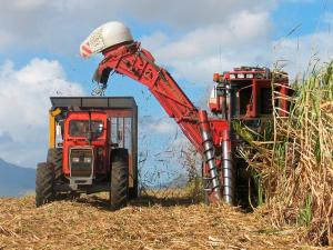 SUGIEREN INCLUIR INDUSTRIALIZACIÓN DE CAÑA DE AZÚCAR EN PLAN DE DIVERSIFICACIÓN PRODUCTIVA