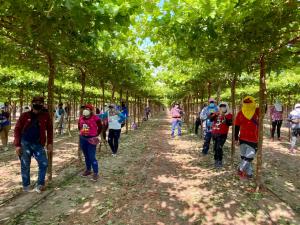 Sunafil: más de 3 mil trabajadores agrarios de Ica fueron incorporados a planilla durante inspecciones