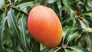 Sunshine Export estudia 10 nuevas variedades de mango y proyecta una expansión de sus campos