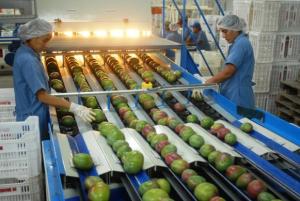 Sunshine Export prevé campaña más deprimida para la palta congelada