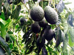 Talsa apuesta por variedad alternativa a palta Hass