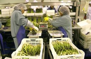 TENDENCIA POR CONSUMIR ALIMENTOS SANOS INCREMENTÓ LOS ENVÍOS DE ESPÁRRAGOS