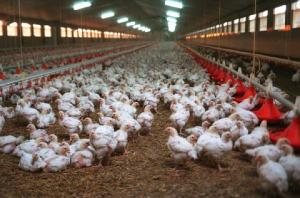 TODAVÍA FALTAN RESPUESTAS SOBRE EL BROTE DE INFUENCIA AVIAR H7N3 EN CHINA