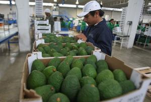 Trabajo del Senasa para abrir nuevos mercados para la palta está más orientado al continente asiático