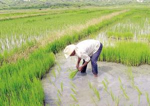 TUMBES: REBROTE DE PLAGAS AFECTARÍA PRODUCCIÓN DE ARROZ Y PLÁTANOS