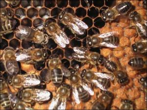 UE PROHIBE PLAGUICIDAS QUE AFECTARÍAN ABEJAS POR DOS AÑOS 