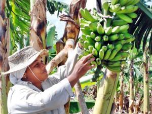 UN TERCIO DE LA POBLACIÓN QUE TRABAJA EN AGRICULTURA SON MUJERES