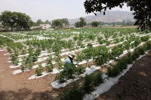 Universidad agraria presentará iniciativas para enfrentar Fenómeno El Niño e Inseguridad Alimentaria