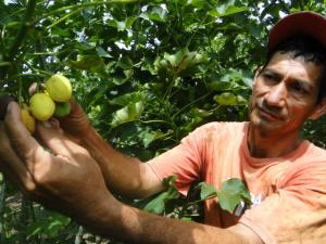 USO DE ACEITE DE PIÑÓN BLANCO COMO COMBUSTIBLE YA ES UNA REALIDAD