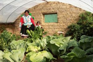 Uso de tecnologías productivas básicas tienen gran impacto en la seguridad alimentaria y la mejora de la economía de familias productoras