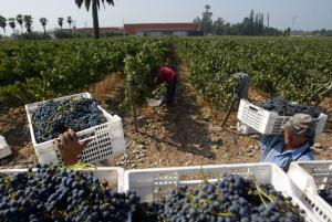 Uvas y arándanos empujan el crecimiento de las exportaciones no tradicionales
