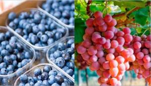 Uvas y arándanos peruanos seguirán siendo el "boom" en mercados globales este 2021