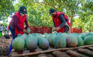 Valle San Miguel proyecta incursionar en Asia este año