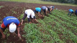 Valor Bruto de la Producción Agrícola alcanzó los S/ 45.462 millones en 2021, mostrando un incremento de 5.6%