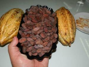 VALRHONA DE FRANCIA ANUNCIA COMPRAS DE LARGO PLAZO DE CACAO PIURANO