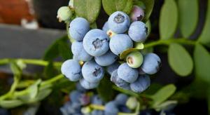 Variedades de arándanos Sekoya representarán más del 20% de las exportaciones de Perú