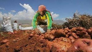 VBP agropecuaria alcanzó cifra récord de S/ 31.559 millones entre enero y septiembre de este año, mostrando un aumento de 4.1%