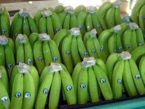 VENTA DE PRODUCTOS ORGÁNICOS EN ALEMANIA ASCIENDE A US$ 9 MIL MILLONES