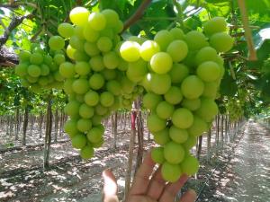 Ventana europea para las uvas peruanas se reduce porque viticultores del Viejo Continente extienden sus temporadas