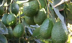 Verfrut SAC invertirá US$ 12.3 millones para instalar plantación de paltas en La Libertad