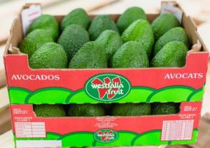 Westfalia Fruit Perú suminstrará plantones de palta Hass y brindará asesoramiento técnico a pequeños productores de Moquegua