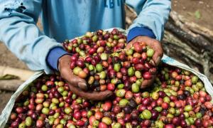 Wold Coffee Research muestra más interés por café Robusta ¿necesita el café especial hacer lo mismo?