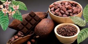 XIV Festival Regional del Cacao y Chocolate Juanjuí 2024 busca consolidar a San Martín como el principal productor de cacao y aroma del Perú