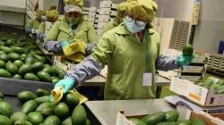 2026… otro buen año agroexportador