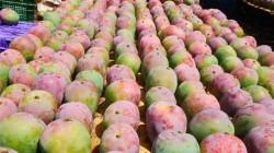 A pesar de El Niño, Sunshine Export reporta más de 60% de floración en sus campos de mango