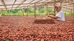 ADEX: Existe una demanda  global no atendida de más de 800 mil toneladas de cacao debido a problemas de clima, plagas o virus